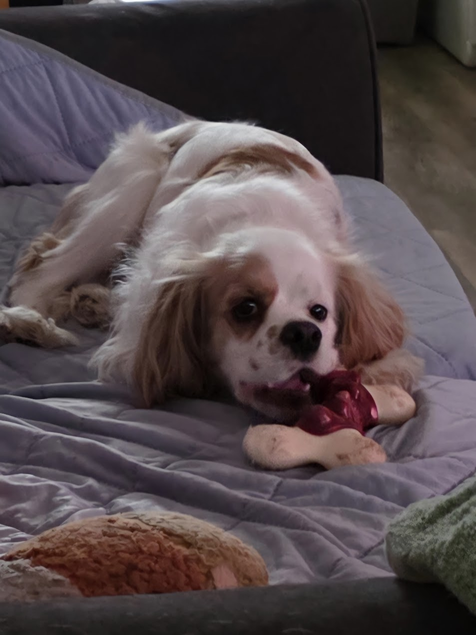 Pet cared for by Starbaby Pet Care